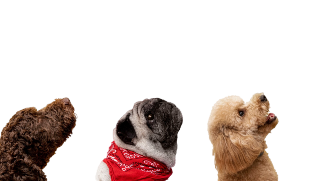 lindo grupo animales